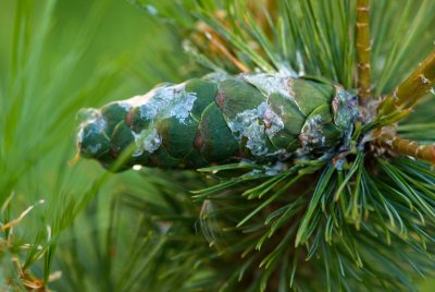 Pinus strobiformis - borovice vejmutovkovitá - šiška
